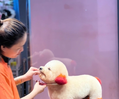 Mài Kéo Cắt Lông Chó Mèo – Dịch Vụ Chuyên Nghiệp Cho Các Tiệm Grooming