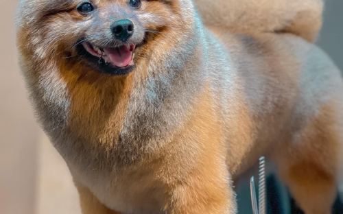 Mài Tông Đơ Thú Cưng