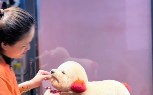 Mài Kéo Cắt Lông Chó Mèo – Dịch Vụ Chuyên Nghiệp Cho Các Tiệm Grooming